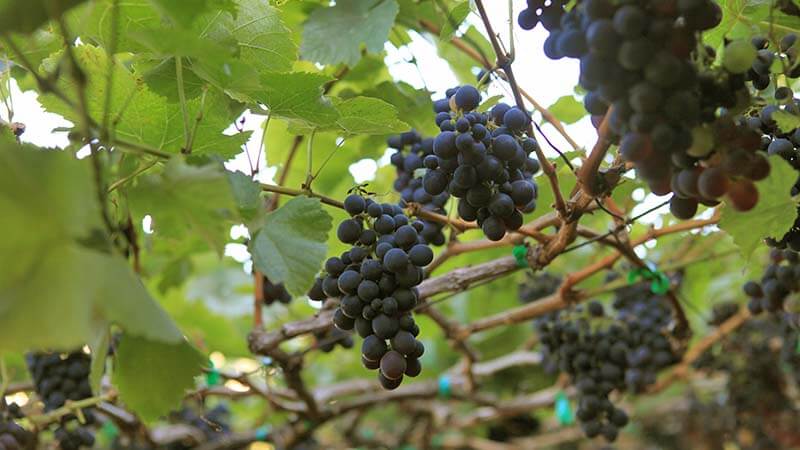 Uvas na Ilha da Madeira