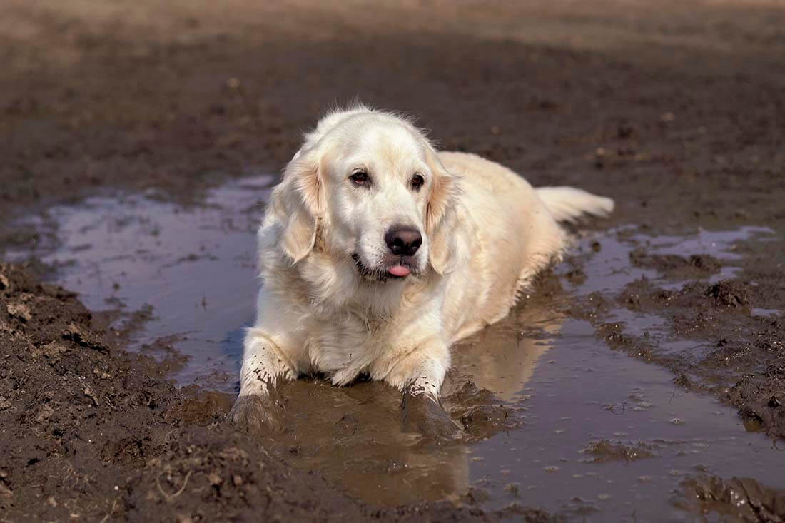 5 cuidados com cães durante as chuvas de verão
