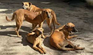 Bazar beneficente Ajude um Indefeso