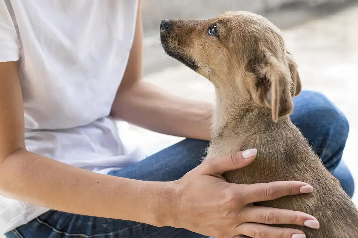 Alerj aprova Projeto de Lei que obriga agressores de animais a pagar tratamento