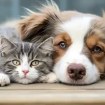 Rio de Janeiro se prepara para a Campanha Anual de Vacinação Antirrábica